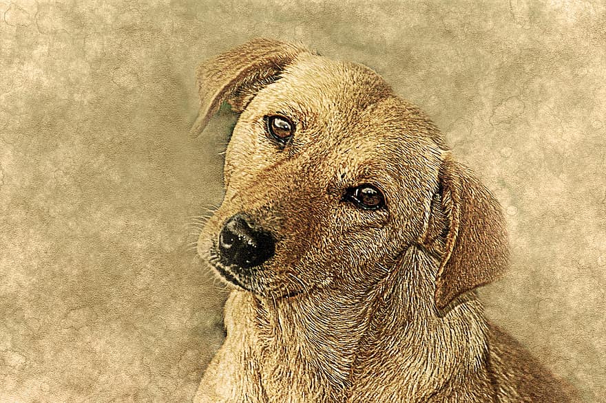 hond, dier, verdrietig, kunst, wijnoogst, decoratief, portret, natuur, ornament, bruine hond, bruine kunst