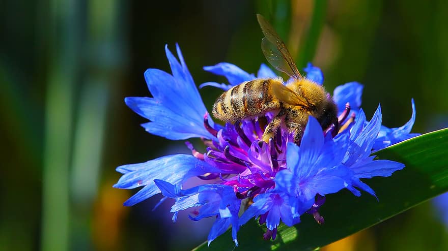 пчела, насекомо, метличина, опрашване, медна пчела, природа, макро, цветен прашец, пчелен мед, нектар, цвят