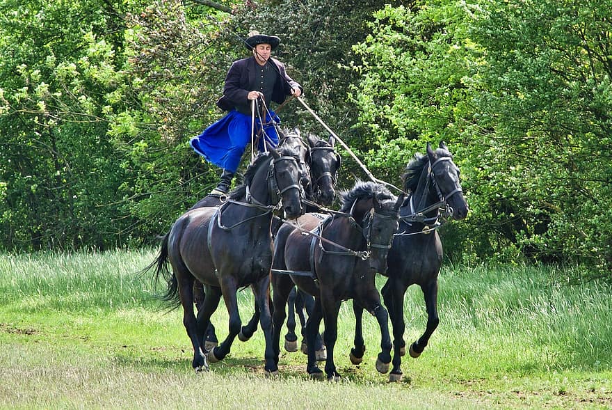 arkliai, vairuotojas, demonstracija, tradicija, arklinių šeimos gyvūnai, jojimo, vengrų