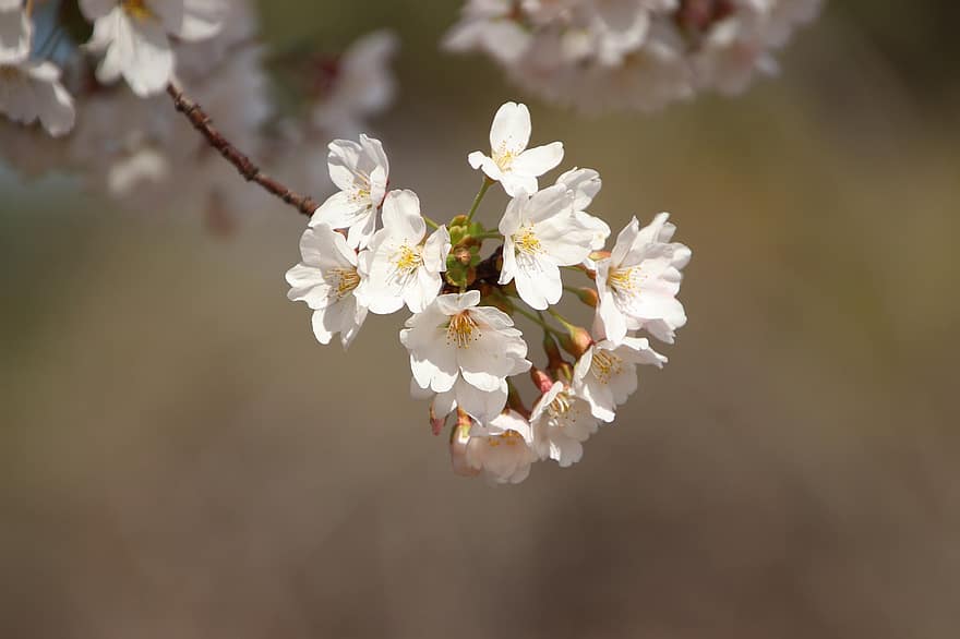 kersenbloesems, sakura, bloemen, flora, kersenboom, de lente, lente seizoen, detailopname, bloem, lente, fabriek
