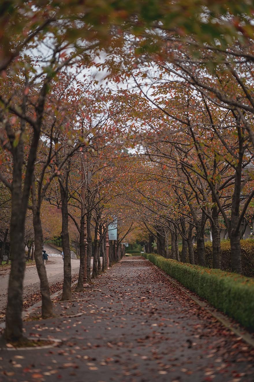 chodník, stromy, podzim, listy, les, krajina, Příroda, cesta