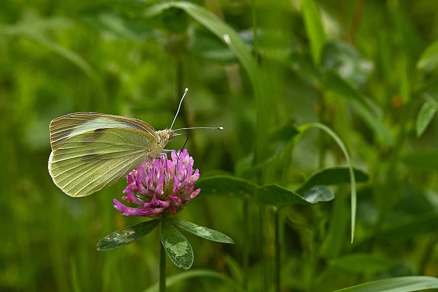 나비, 꽃, 수분, 나비 날개, 날개 달린 곤충, 곤충, 나비과, 곤충학, 플로라, 동물 상, 자연