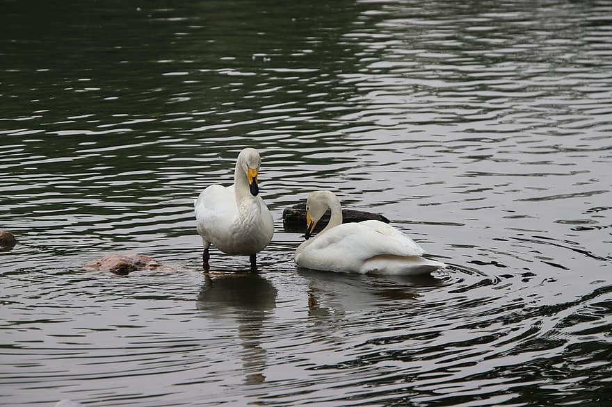 Swans, Birds, White Swans, Water Birds, Aquatic Birds, Waterfowls, Animals, Beaks, Feathers, Plumage, Pond