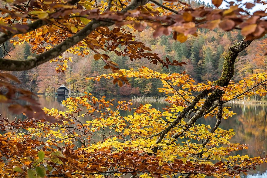le foglie, albero, autunno, fogliame, rami, lago, campagna, scenario, panoramico