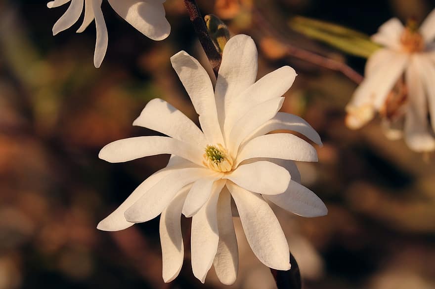 magnolia, fleur de magnolia, détail, fermer, printemps, blanc, fleurs, ornemental, couleurs crème, magnoliengewaechs, bourgeon