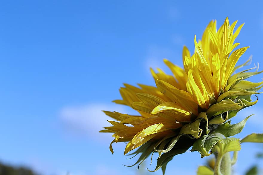 zonnebloem, zonnebloemen bloeien, zonnebloem veld, bloemblaadjes, gele bloem, bloeien, flora, hemel, wolken, schoonheid, zomer
