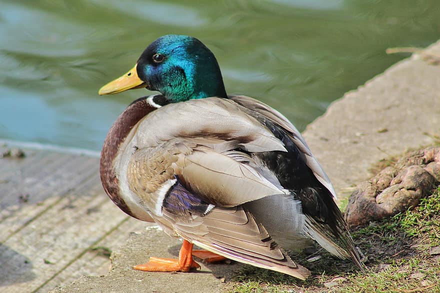 Duck, Bird, Plumage, Swimming, Beak, Feathers, Park, Water, feather, animals in the wild, mallard duck
