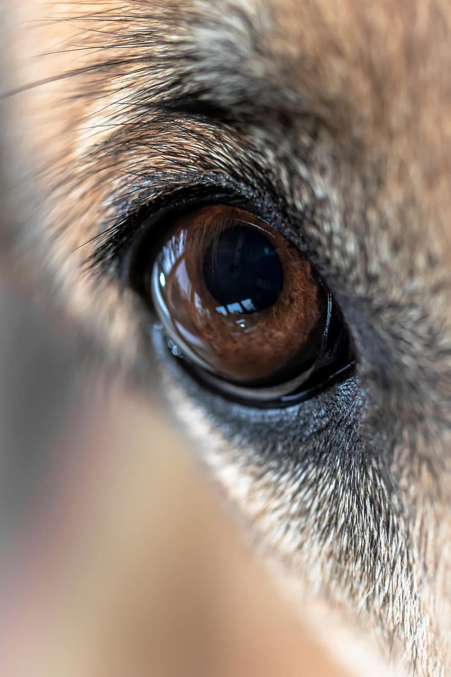 øje, hund, øjenvipper, iris, kæledyr, hunde, dyr, pattedyr, pels, tæt på, dyr øje