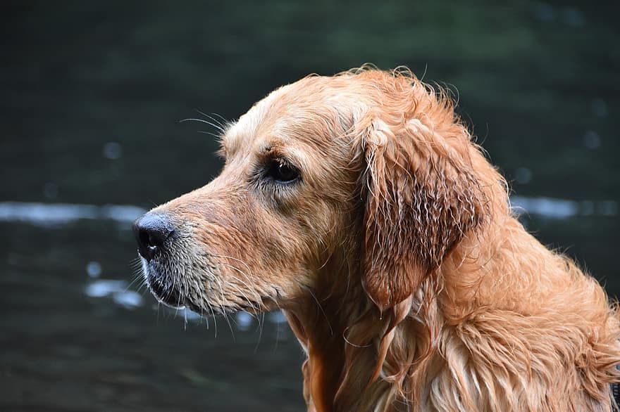 hond, Golden retriever, rasecht, water, dier, hoektand, huiselijk
