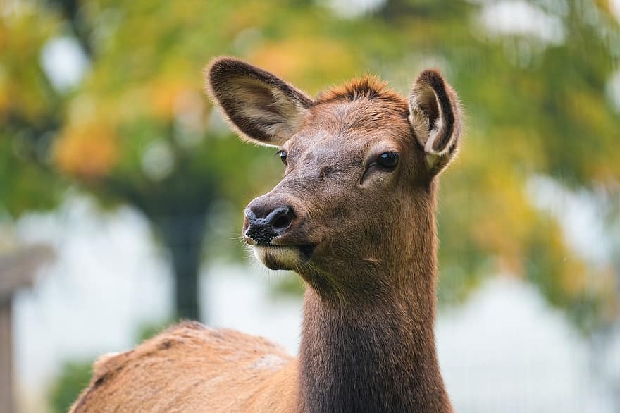 Wapiti, Head, Animal, Elk, Female Elk, Female Wapiti, Mammal, Wildlife, Animal World