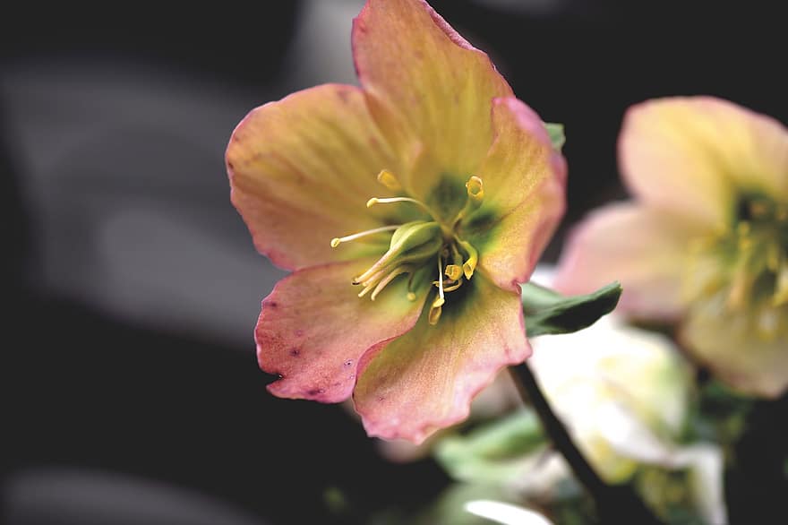 helleborus niger, blomma, stamen, kronblad, flora, växt, natur