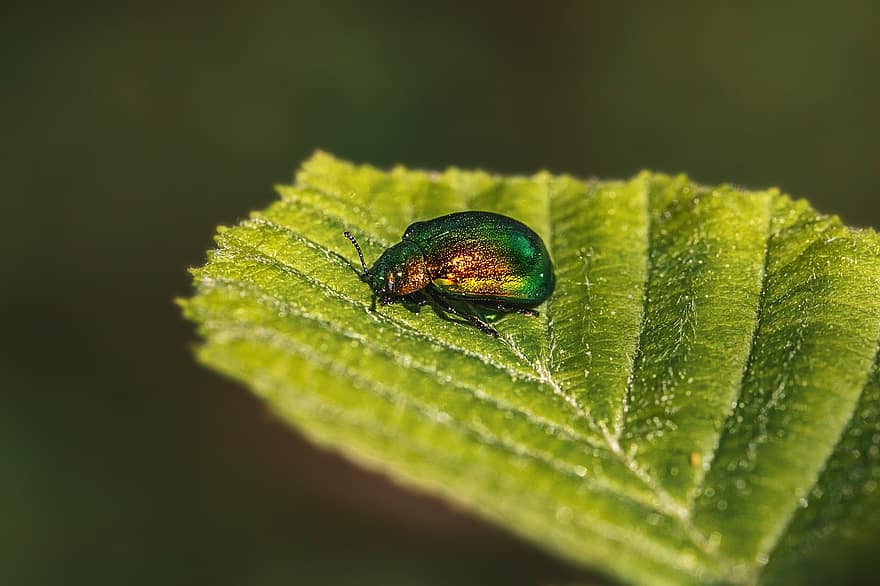 Beetle, Insect, Leaf, Bug, Plant, Nature, Green, Macro
