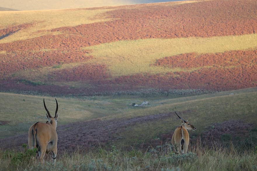 숫 사슴, 반추 동물, 언덕, 목장, 니카 국립공원, 원정 여행, 말라위