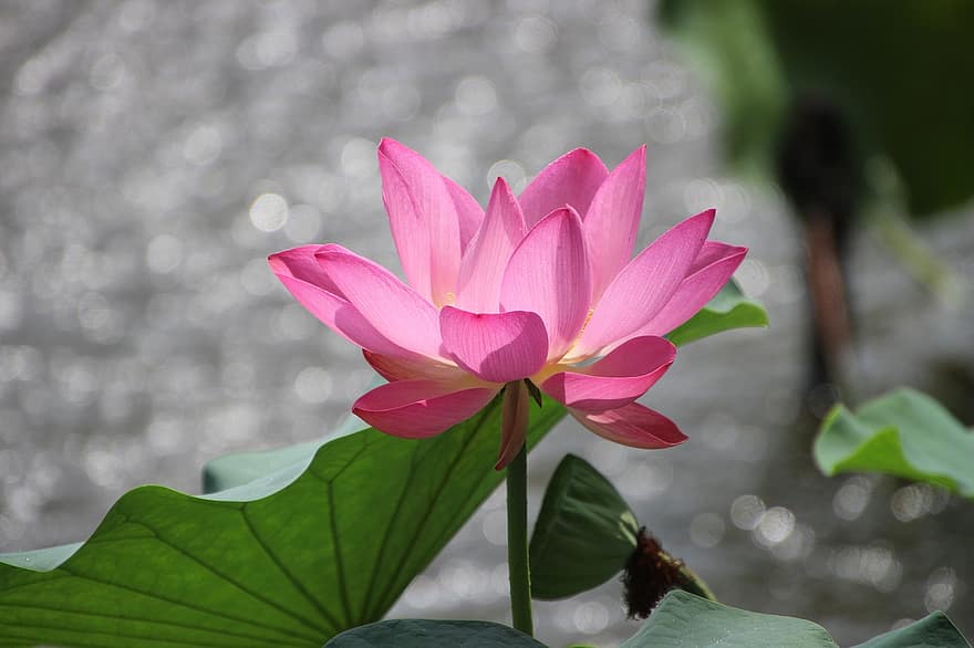 loto, flor, planta, flor de loto, lirio de agua, floración, planta acuática, flora, botánica, naturaleza, estanque