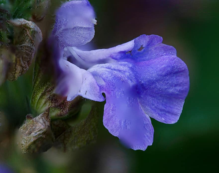 Sage, Flower, Plant, Blue Sage, Purple Flower, Petals, Bloom, Garden, Nature