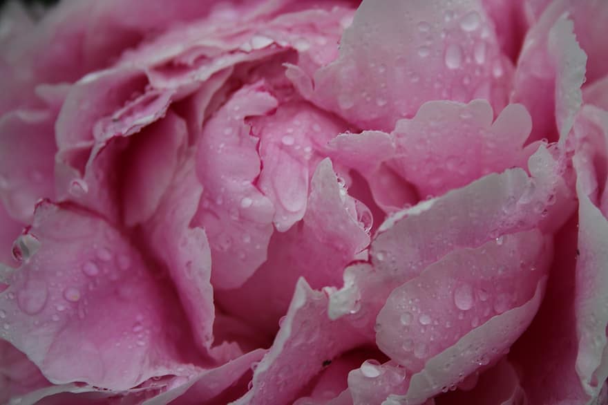 peònia, flor, gotes de rosada, rosada, flor de roses, florir, pètals de color rosa, pètals, flora