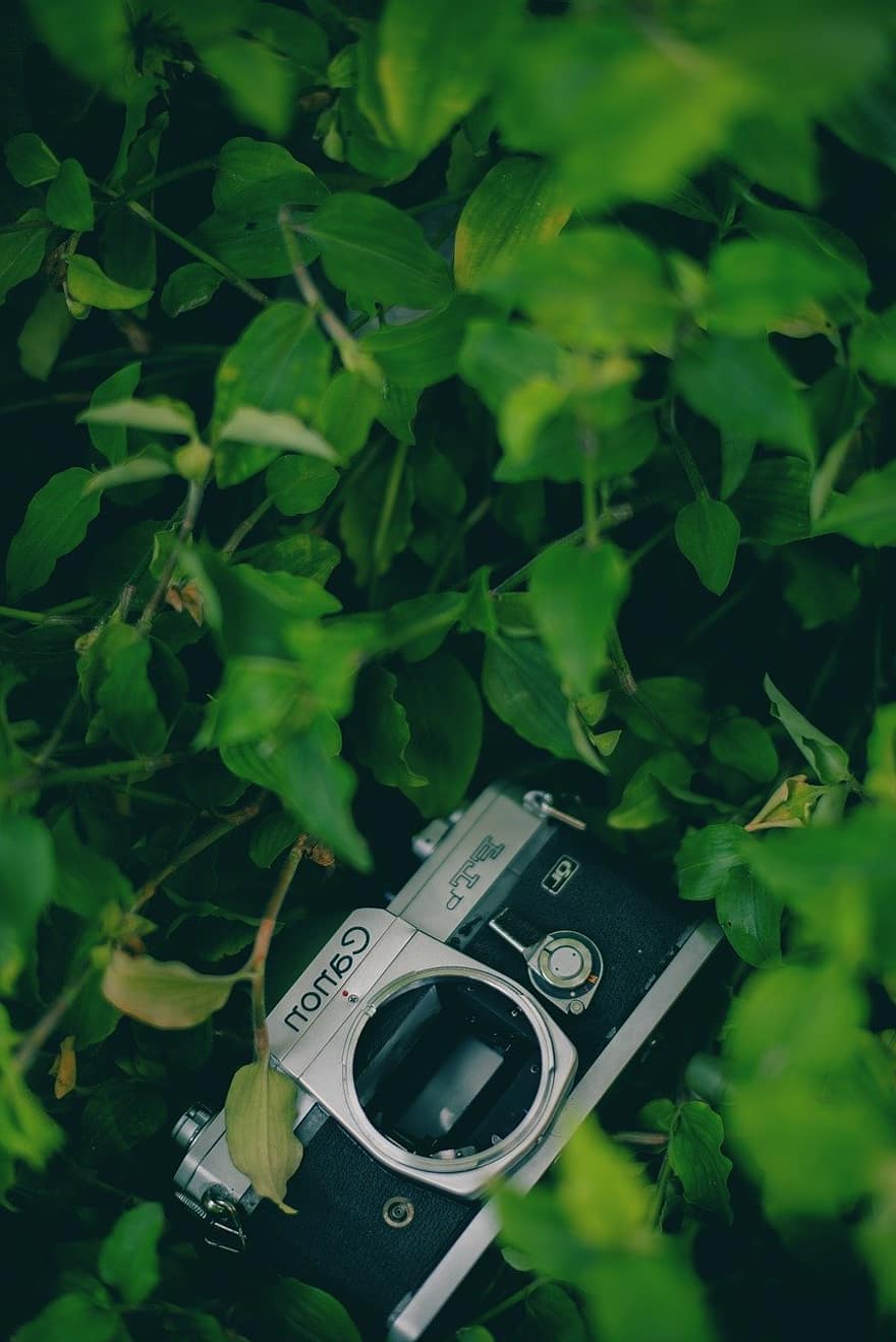 kamera film, dedaunan, alam, warna hijau, daun, kamera, peralatan grafis, musim panas, teknologi, merapatkan, peralatan