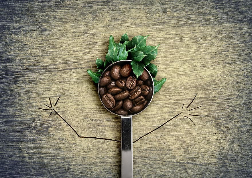káva, fazole, lžíce, kávová lžíce, Kávová zrna, pražení, nápoje, kavárna, prospěch z, přestávka, zelená káva