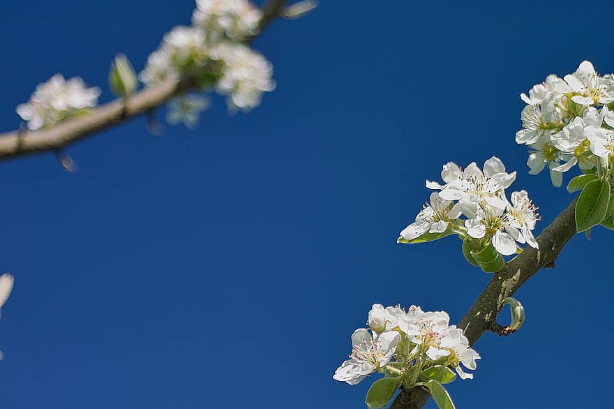 Apple Blossom, Flowers, White Petals, Petals, Bloom, Blossom, Flora, Spring Flowers, Nature, flower, springtime