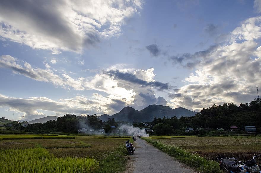 ceļš, rīsu lauki, koki, Vjetnama