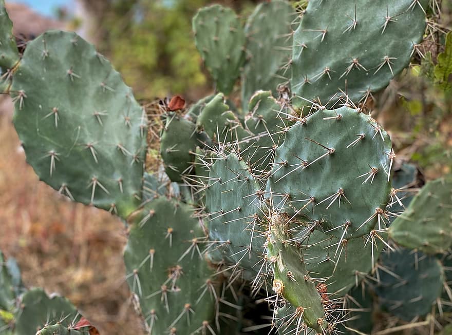 cactus, netelige plant, woestijnplant