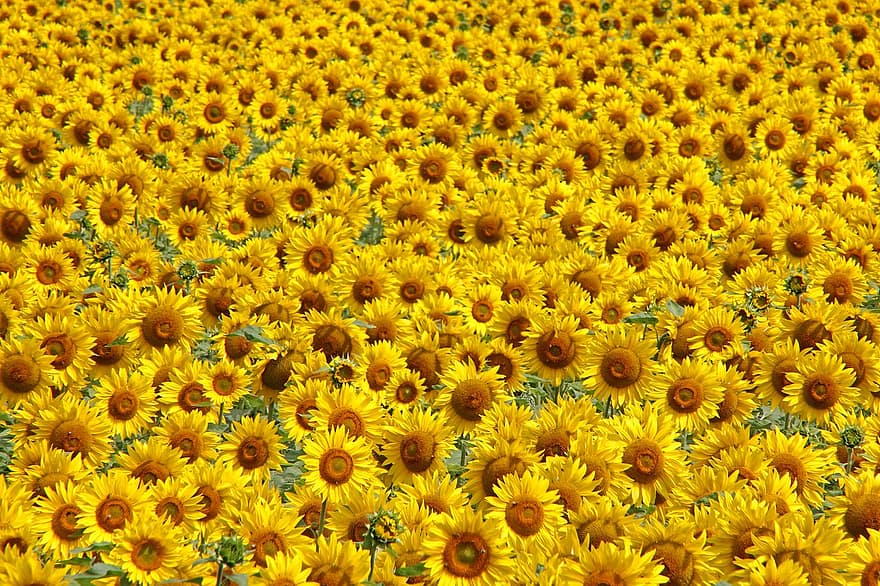 соняшник, соняшникове поле, сільське господарство, жовтий, фон, квіти, літо, флора, цвітіння, поле, яскравий