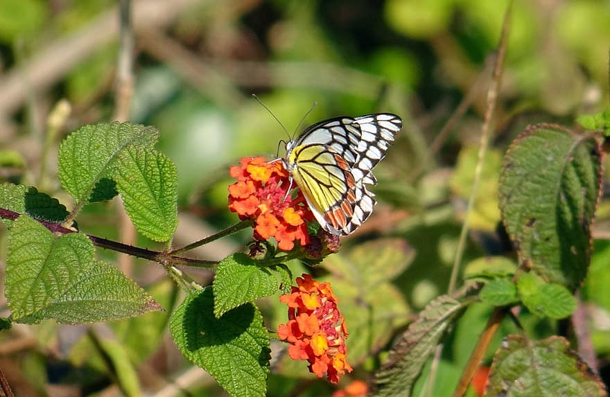 kupu-kupu, bunga, menyerbuki, penyerbukan, serangga, serangga bersayap, sayap kupu-kupu, berkembang, mekar, flora, fauna