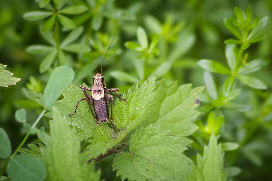 Dark Bush Cricket, siriss, insekt, Pholidoptera Griseoaptera, busk, dyr, dyreliv