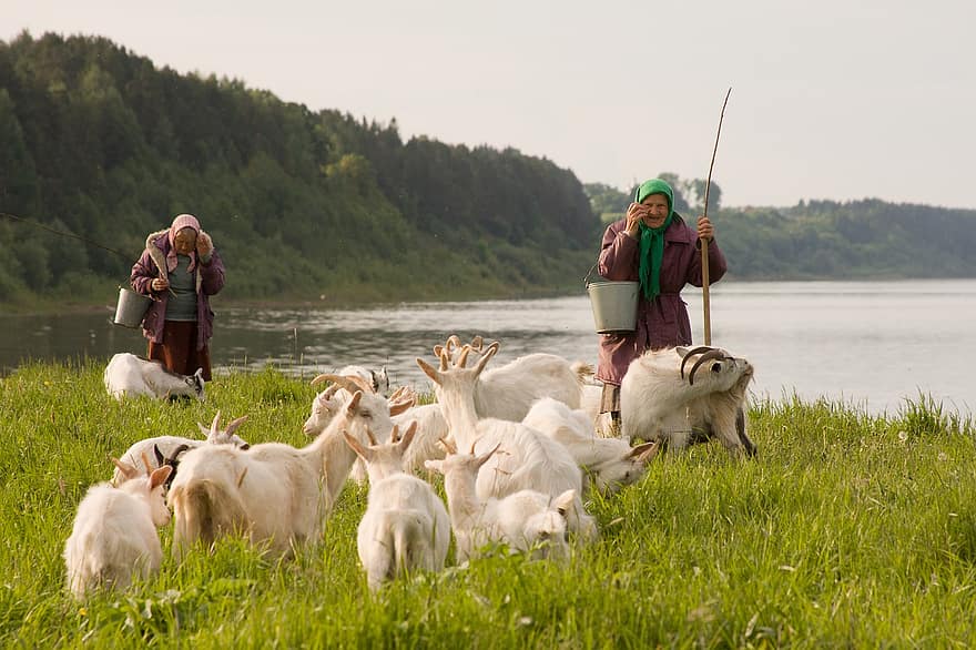 zvířat, kozy, pastvy, stará žena, lidé, řeka, krajina
