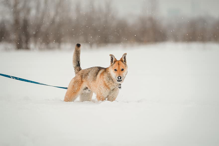 cão, animal, inverno, nevando, cachorro vermelho, cão jovem, cachorro, caminhar, trela, passear o cão, queda de neve