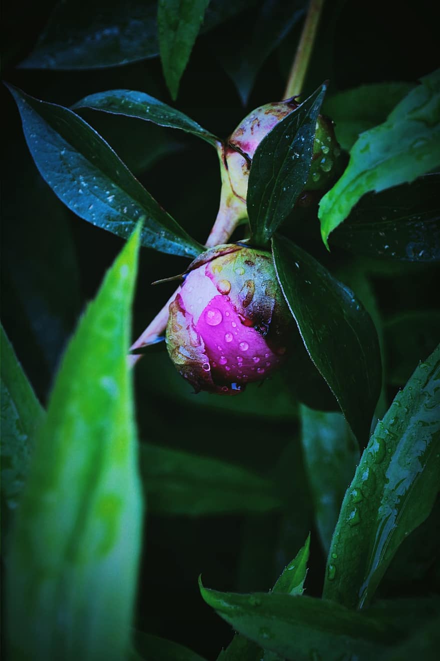 Peony, Flower, Bud, Dew, Wet, Dewdrops, Leaves, Plant, Nature, Raindrops, Spring