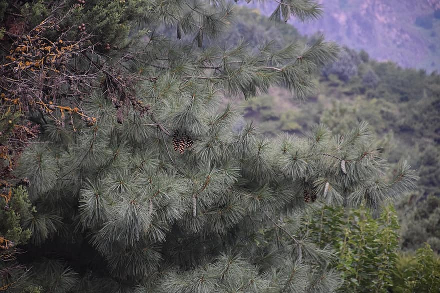 Pine, Tree, Forest, Branches, Needles, Leaves, Conifer, Evergreen, coniferous tree, pine tree, branch