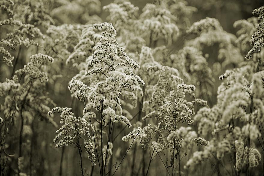 Goldenrod, Seeds, Meadow, Nature, plant, flower, leaf, summer, close-up, black and white, backgrounds