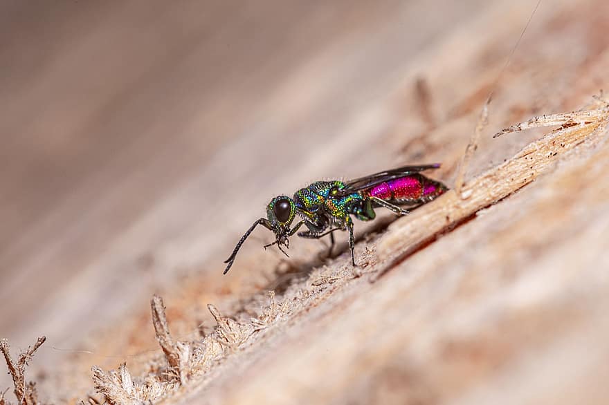 Cuckoo-wasp, Chrysis, Ignita, Green, Color, Insect, Leaf, Isolated, Wasp, Macro, Portrait