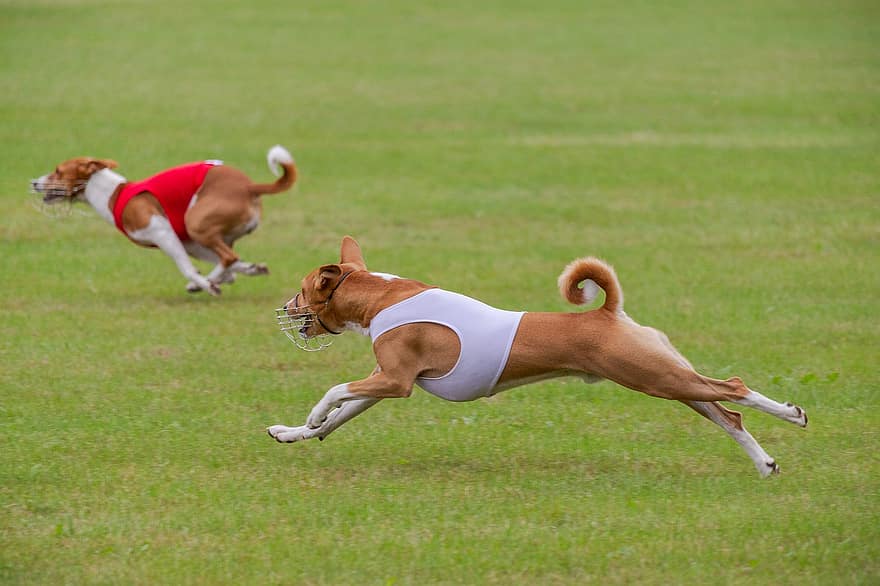 Basenji, кучета, бягане, поле, на открито, активен, животни, кучешки зъби, ловкост, атлетичен, кучешки