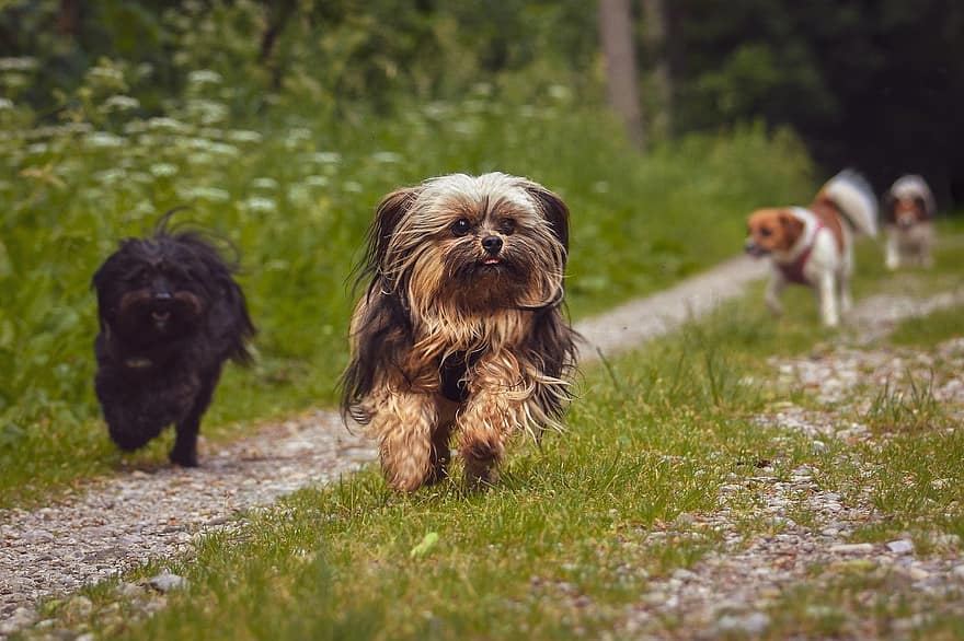 chiens, Courir à l'extérieur, animaux domestiques, petits chiens, en plein air, chien, mignonne, chiot, chien de race, petit, terrier