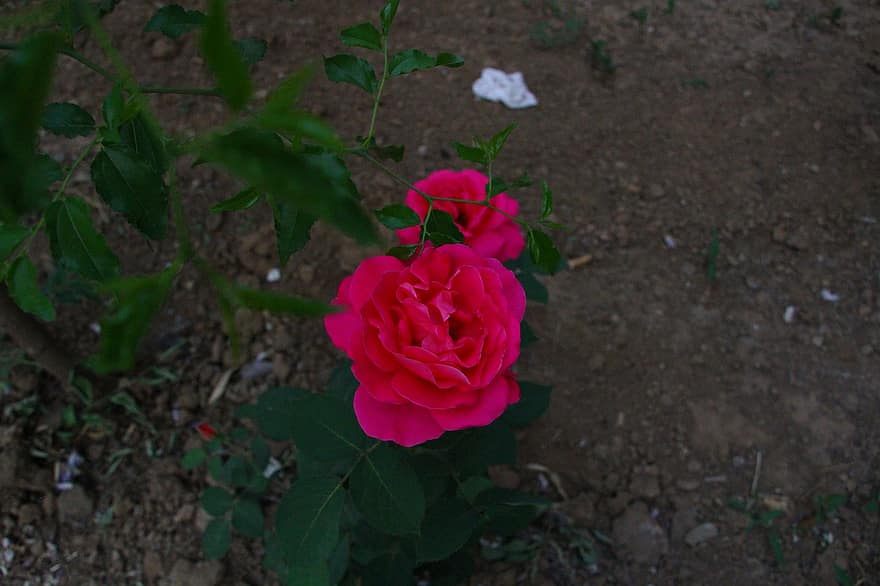 čínská růže, květ