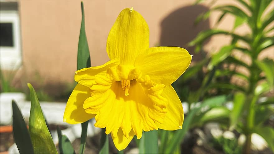 gele narcis, bloem, gele bloem, de lente, natuur, tuin-, fabriek, detailopname, blad, geel, zomer