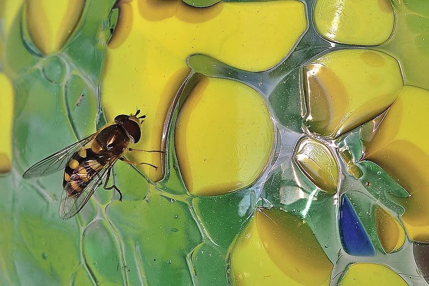 insecto, mosca flotante, bola de cristal, error, de cerca, verano, volar, jardín, amarillo