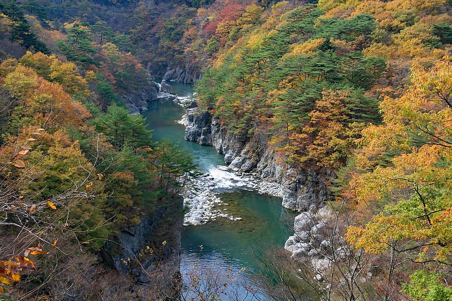 Kinugawa, l'automne, Japon, érable, paysage, la nature, ginkgo, Japonais, feuilles, rouge, tomber