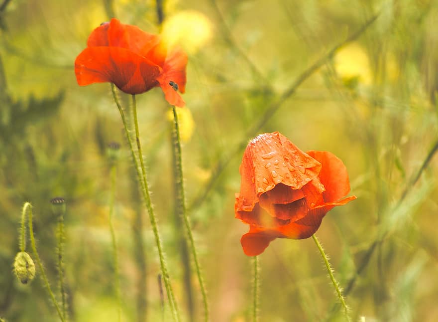 Nature, Plants, Poppies, Red, The Beasts Of The Field, Blurred Background, Drops, Water