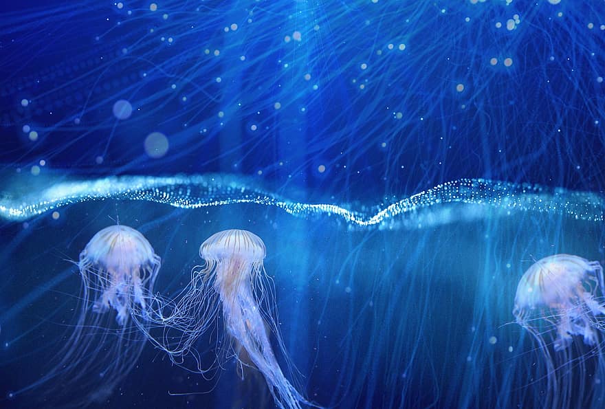 медузи, океану, безхребетних, щупальця, фантастичний, води, фантазія, організм, морська тварина, мезоглея, потік