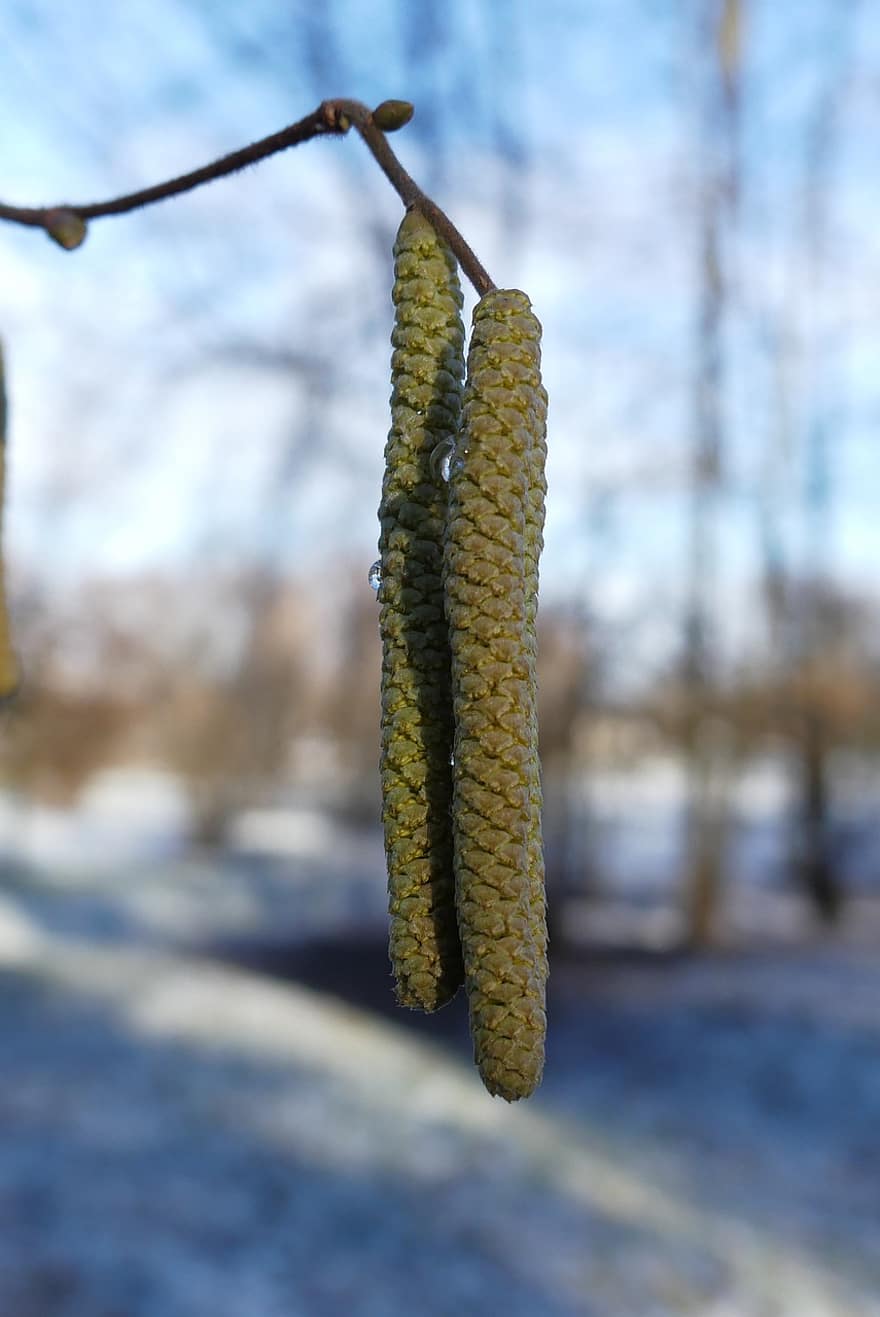 Winter, Jiva, Nature, Bloom, Botany, Growth, close-up, leaf, plant, yellow, branch
