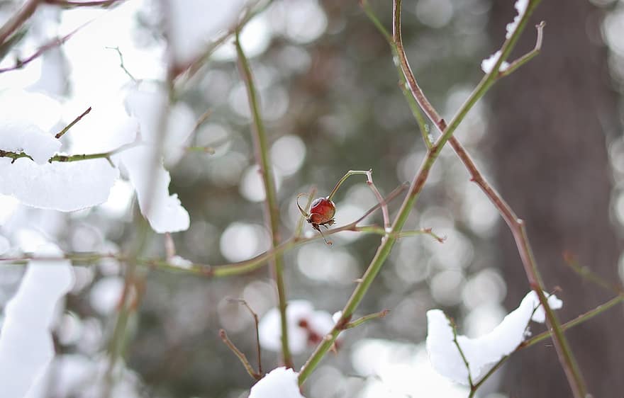 églantier, Dog Rose Berry, hiver, Baie d'églantier, la nature