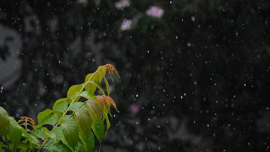 deszcz, listowie, pada deszcz, odchodzi, krople deszczu, liść, tła, zbliżenie, pora roku, drzewo, upuszczać