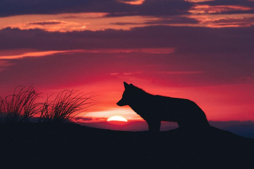 ulv, dyreliv, rovdyret, dyr, skog, natur, himmel, sol, silhouette, svart, solnedgang