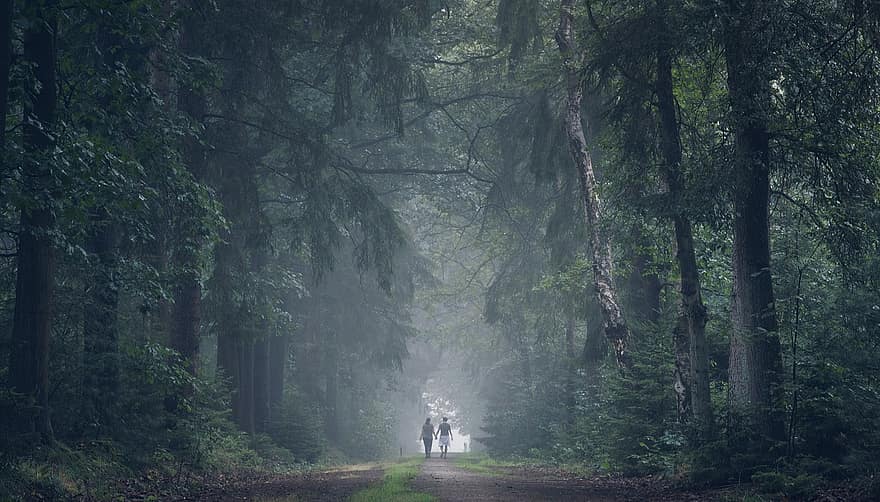 las, drzewa, mgła, para, leśna ścieżka, razem, wędrówki, ludzie, Natura, krajobraz, tajemniczy