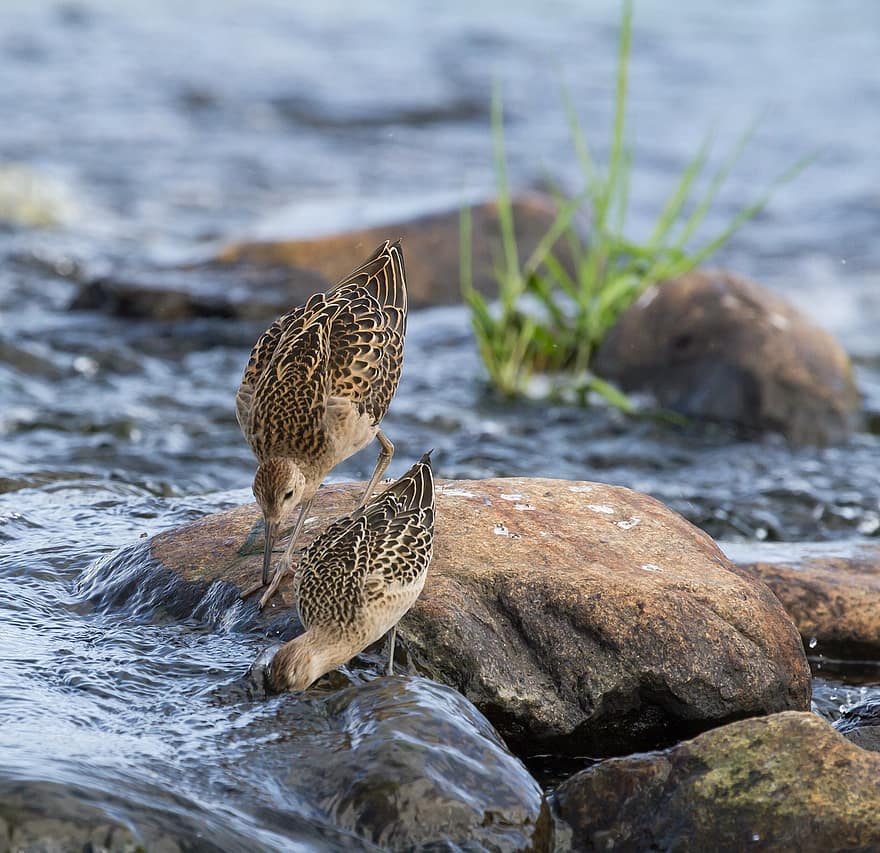 ocells, ràpids, riu, aigua, naturalesa, limícoles, animals, Finlàndia