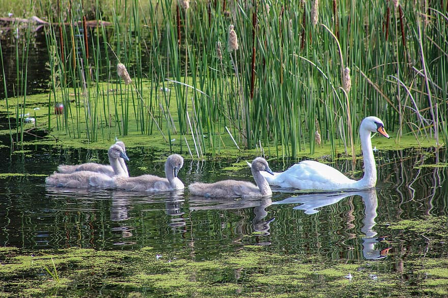 cisne, jovem, agua, animal, lago, cisnes, plumagem, branco, águas, nadar, passarinhos