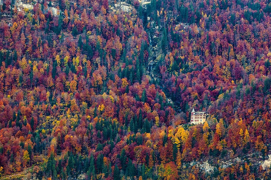természet, ősz, évszak, esik, szabadban, fák, Interlaken